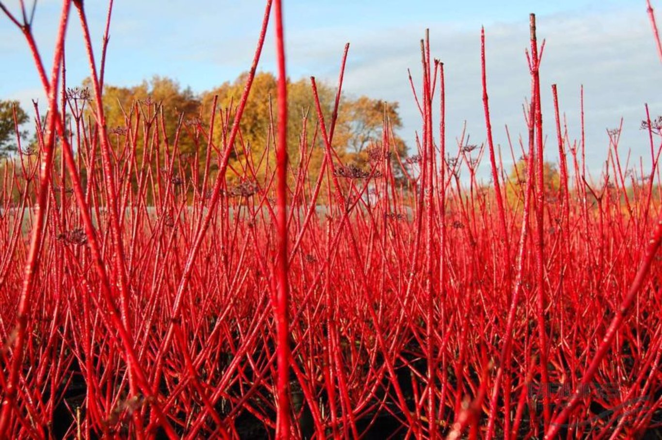 Cornus alba 'Sibirica' - 60-100 CM bare root 0/2 3-4 branche